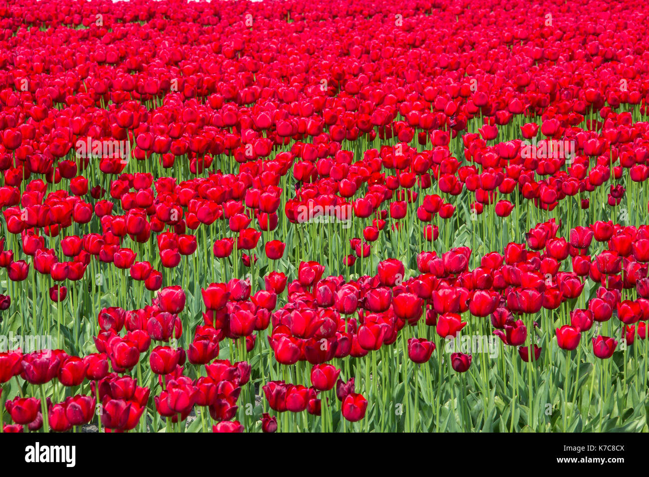 Rosso i campi di tulipani in primavera berkmeer koggenland North Holland Olanda europa Foto Stock