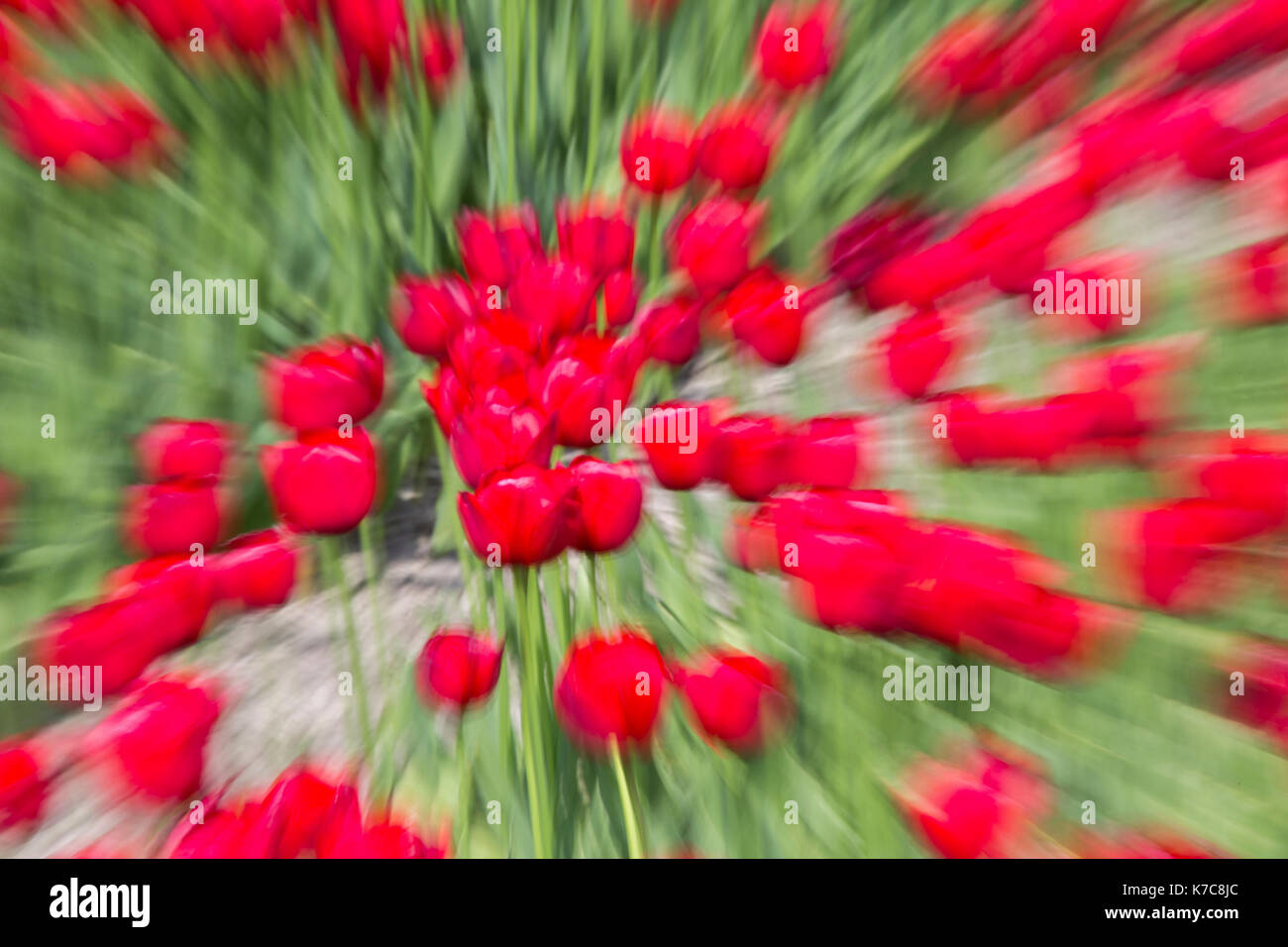 Rosso i campi di tulipani in primavera berkmeer koggenland North Holland Olanda europa Foto Stock