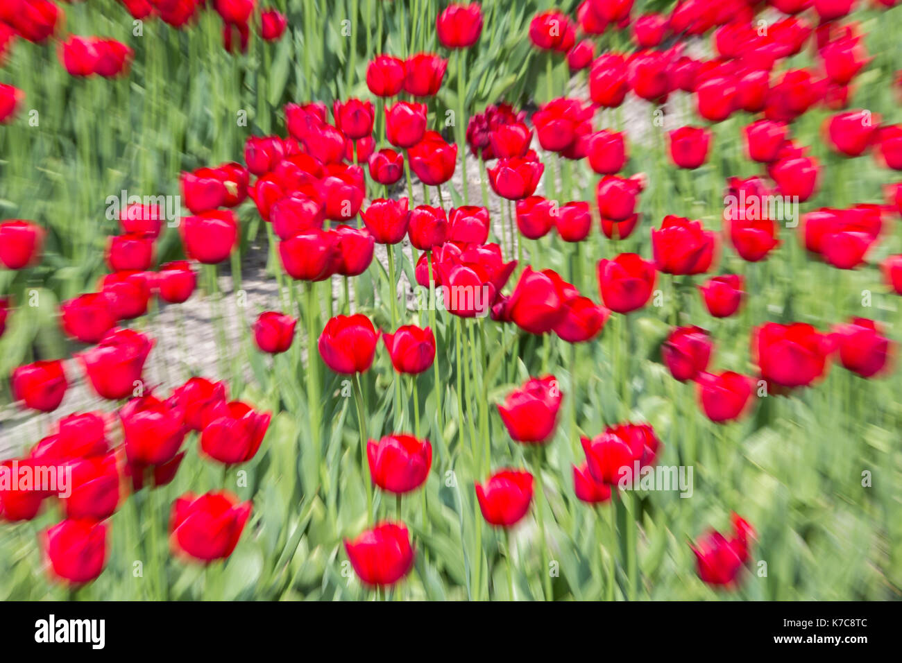 Rosso i campi di tulipani in primavera berkmeer koggenland North Holland Olanda europa Foto Stock