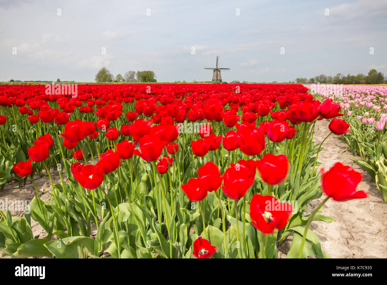 Multicolore di campi di tulipani il telaio il mulino a vento in primavera berkmeer koggenland North Holland Olanda europa Foto Stock