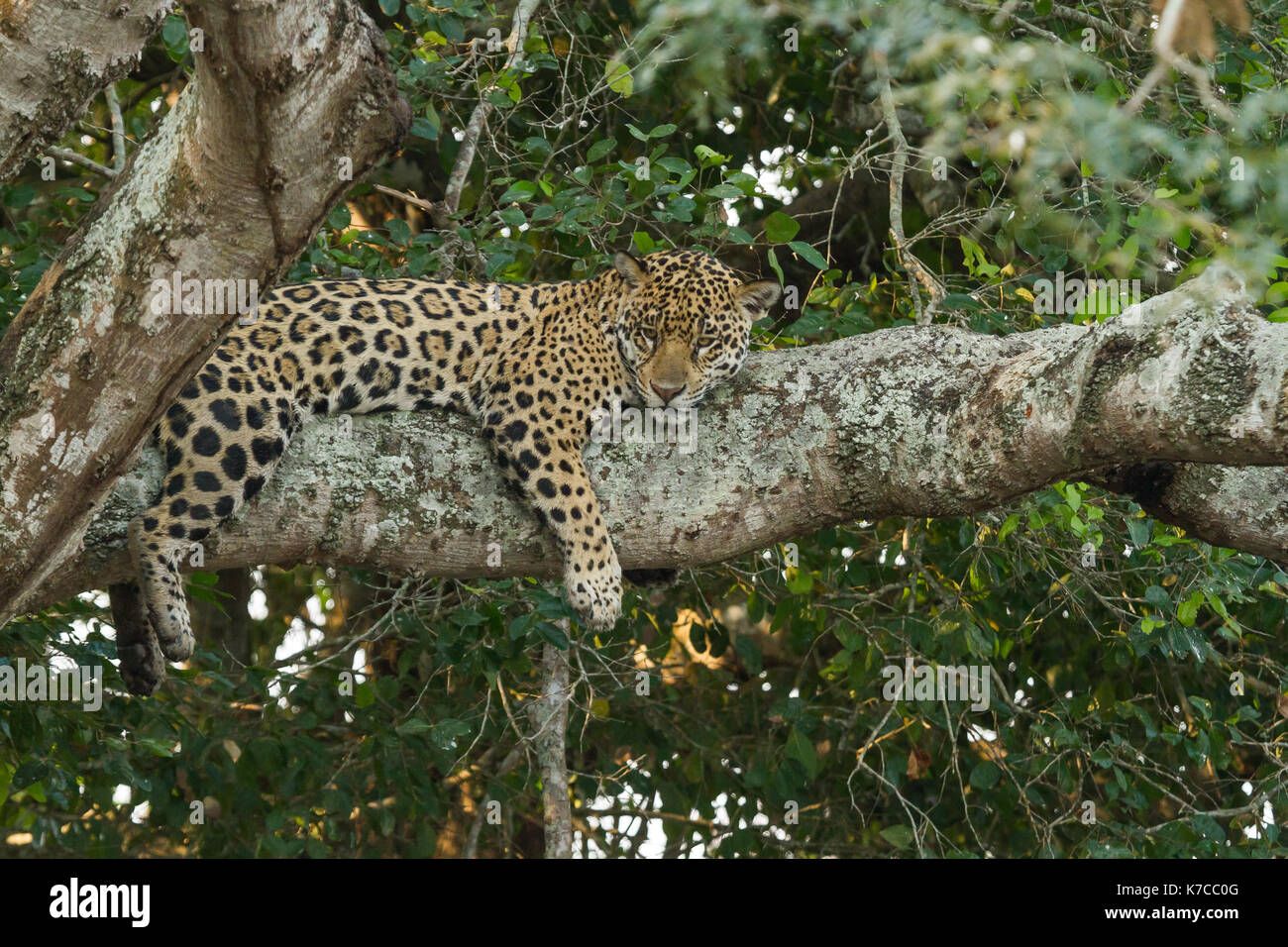 Jaguar avvistato nel Pantanal brasiliano Foto Stock