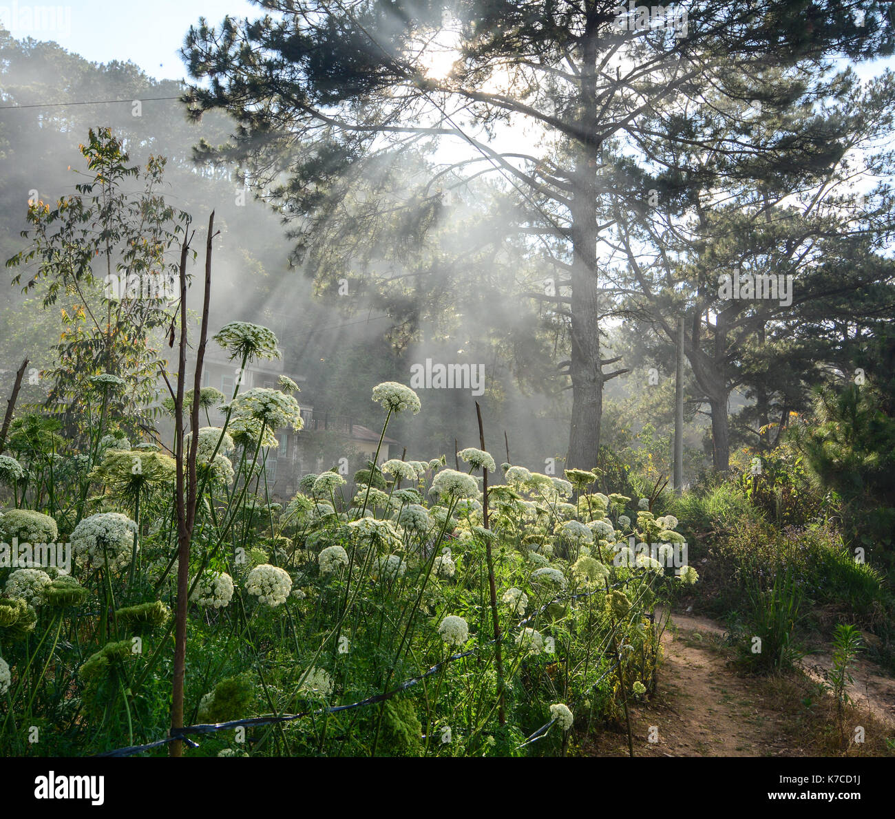 La carota i fiori sbocciano come fuochi d'artificio in da lat highland di Lam Dong, Vietnam. fioriture di sunrise. Foto Stock