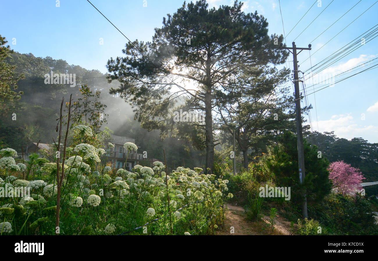 La carota i fiori sbocciano come fuochi d'artificio in da lat highland di Lam Dong, Vietnam. fiori che sbocciano nella giornata di sole. Foto Stock