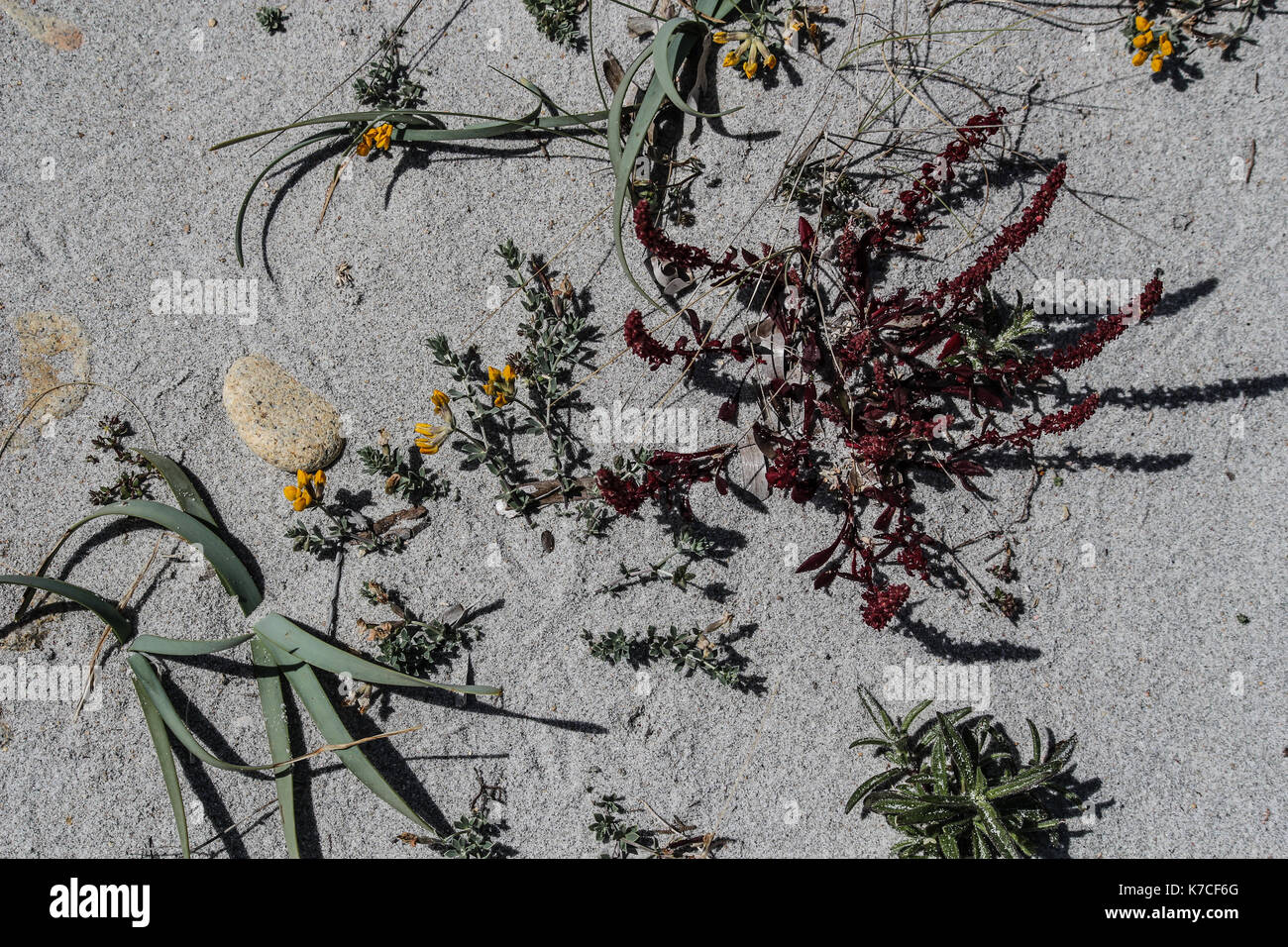 Vivere World-Life trionfa anche in un deserto o nella sabbia della spiaggia. Foto Stock