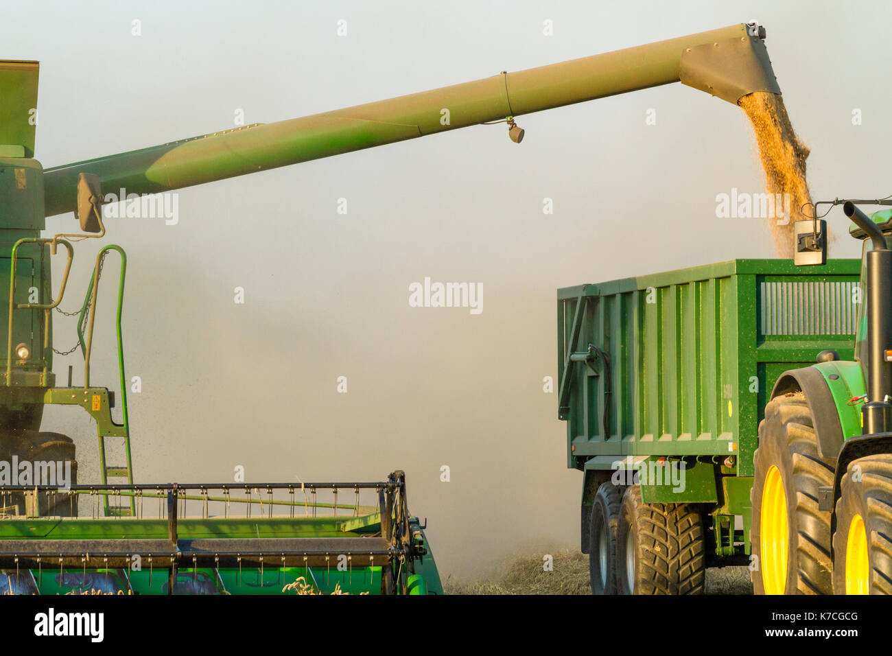 Il trasferimento del grano da una mietitrebbia ad un rimorchio durante il raccolto, Nottinghamshire, England, Regno Unito Foto Stock