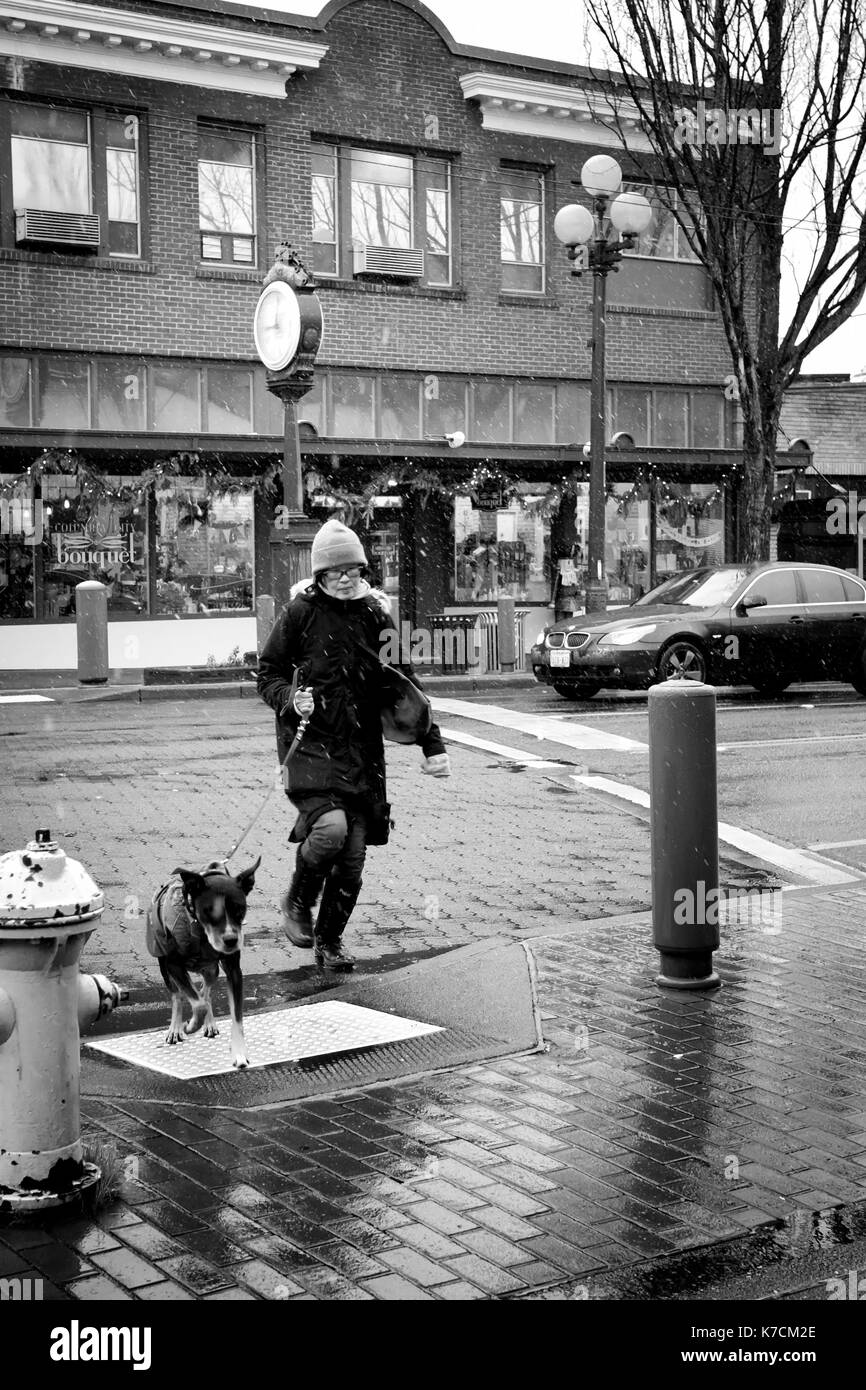 Seattle, WA- dec. 5, 2016: una donna cammina il suo cane attraverso la strada a un inverno nevoso giorno nella Columbia city quartiere. Ella porta un sacchetto di plastica Foto Stock