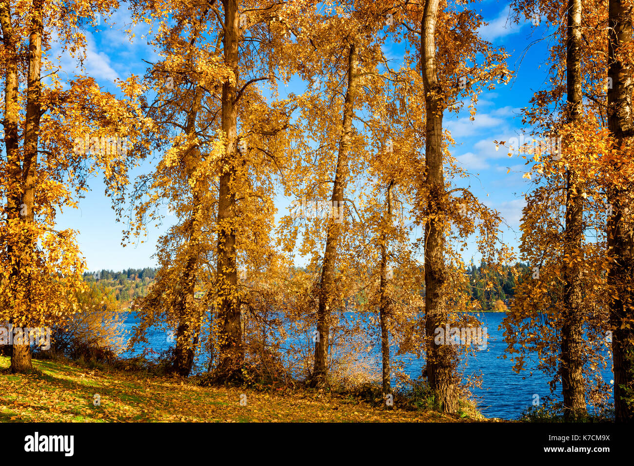 Seattle caduta delle foglie presso il Lago Washington Foto Stock