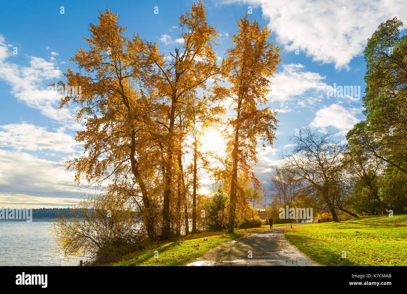 Alberi di alto fusto con golden caduta delle foglie la retroilluminazione sul lago Washington, Seattle Foto Stock