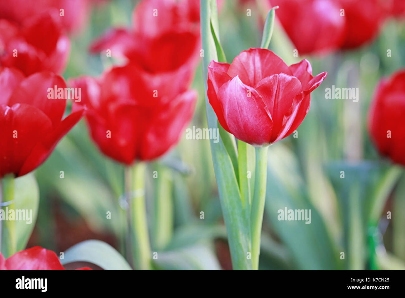 Rosso brillante fioritura di tulipani nel giardino. Foto Stock