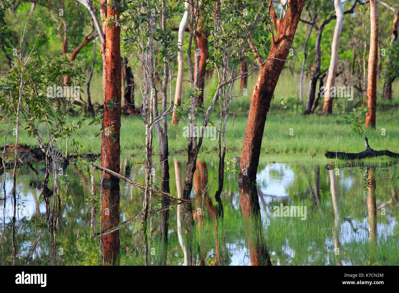 Alberi riflesso in acque alluvionali, Parco Nazionale Kakadu, NT. Foto Stock