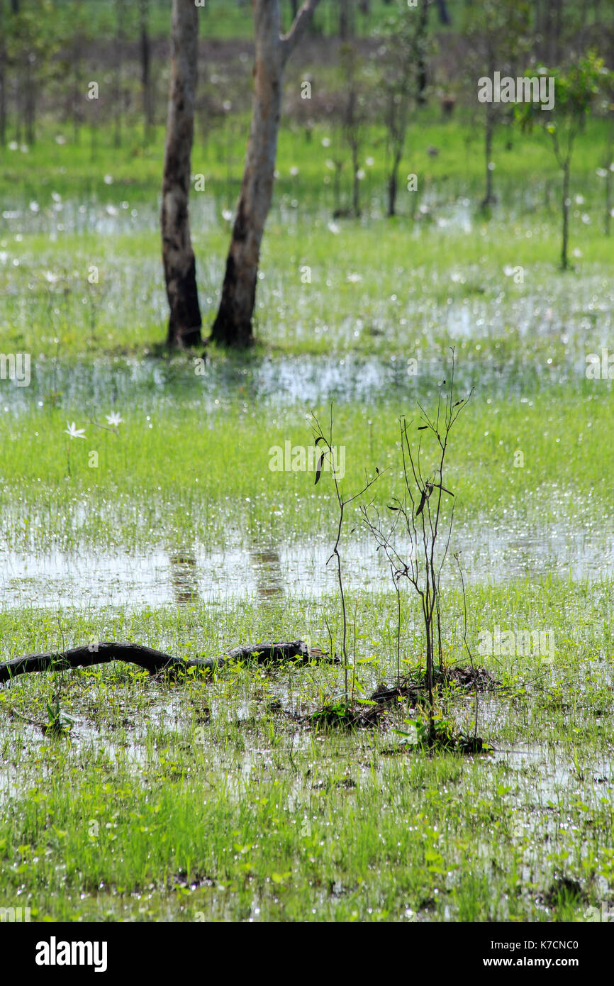 Inondati di erba e alberi, il Parco Nazionale Kakadu, NT. Foto Stock