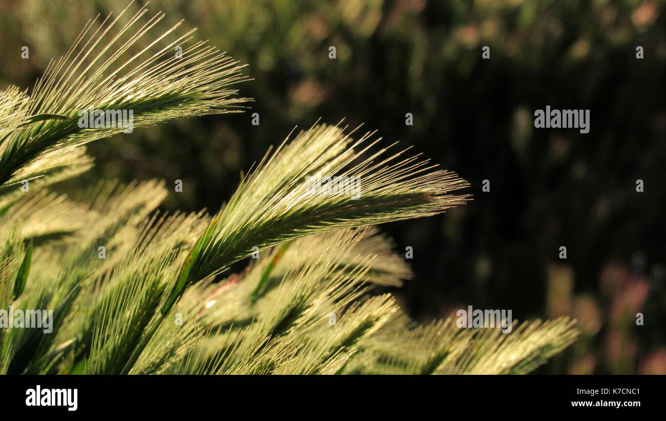 Le orecchie di erba di frumento sventolando la sera il vento Foto Stock