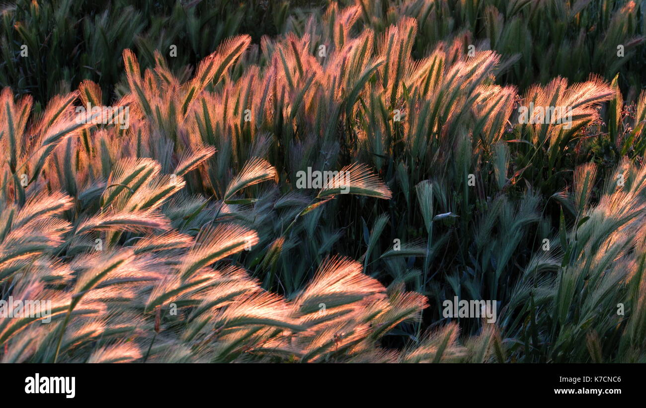 Le orecchie di erba di frumento sventolando la sera il vento Foto Stock