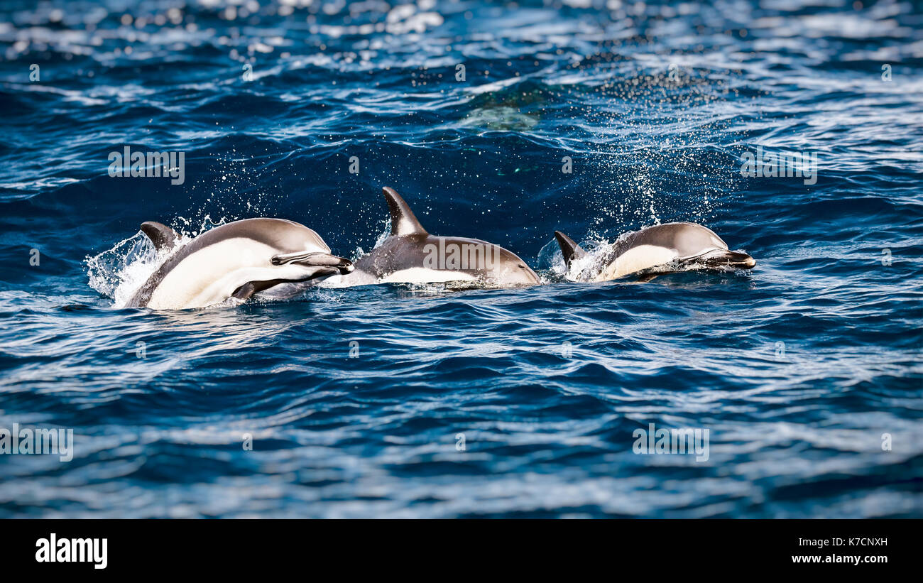 Tre belle striped delfini nel mare, stupendi splendidi animali elegante, subacquea mammiferi, incredibile fauna selvatica del Mare Mediterraneo Foto Stock