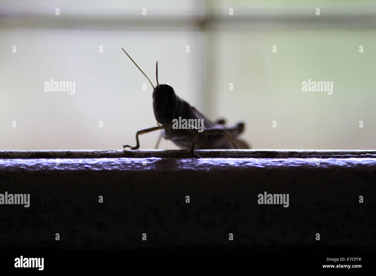 Grasshopper, silhouette , appoggiando , antenne Foto Stock