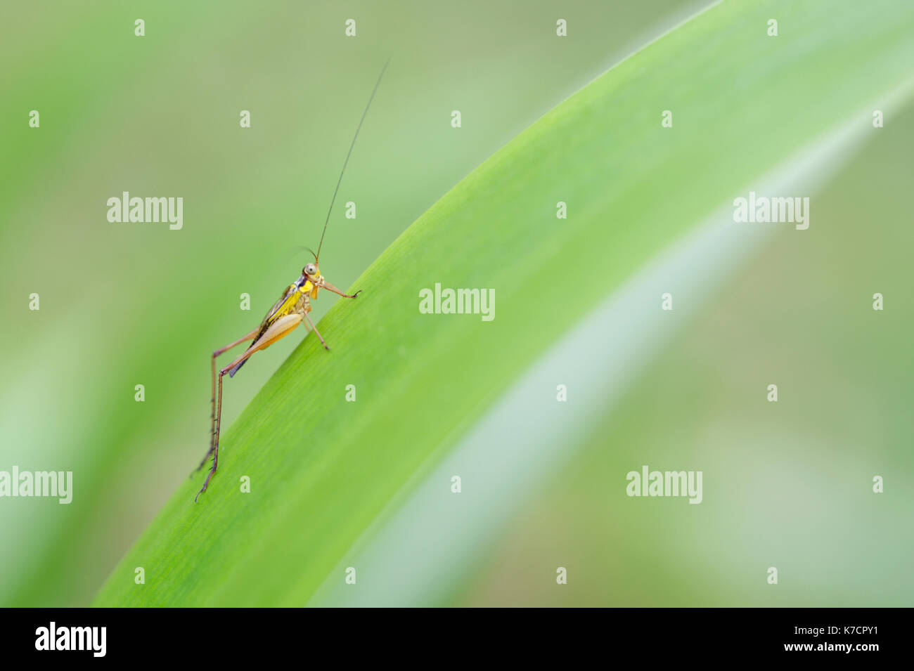 CRICKET sul bordo del battente Foto Stock