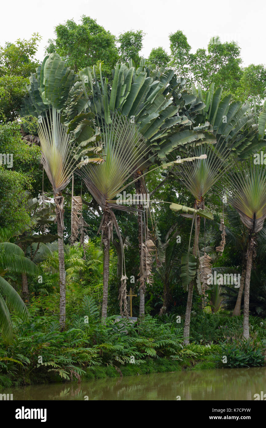 RAVENALA MADAGASCARIENSIS; il viaggiatore PALM crescente da stagno. Foto Stock