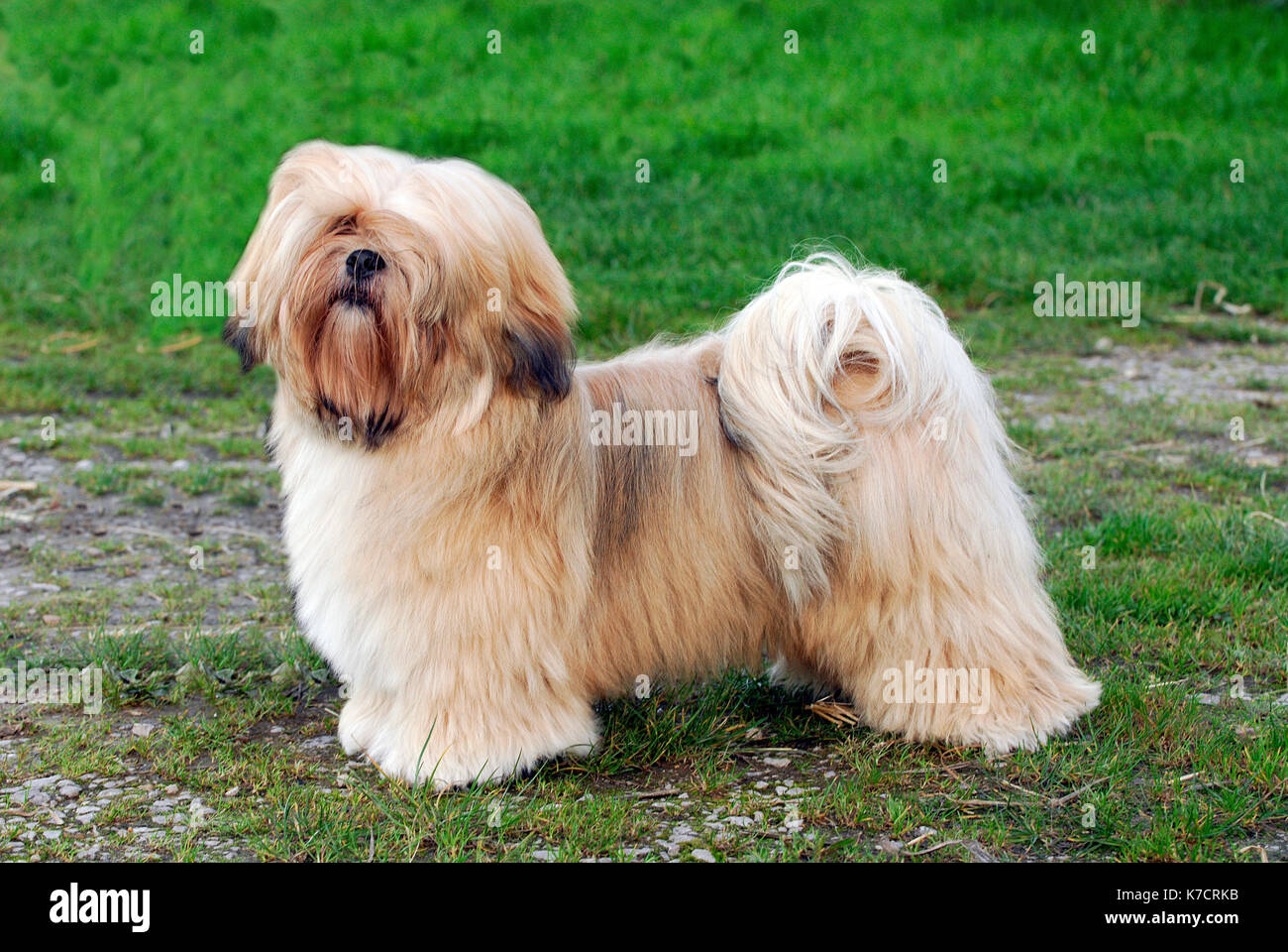 Un piccolo terrier curato cane Scottie o Yorkshire Bred cane pettinato e curato facile per uno spettacolo di cani mostrare e giudicare. Foto Stock