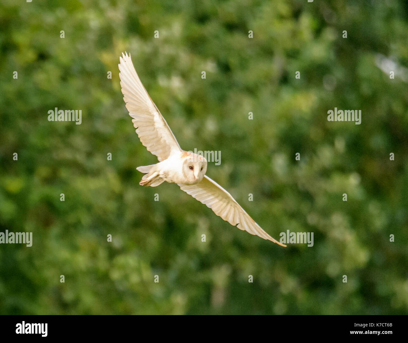 Il barbagianni in volo la fotografia in levington/suffolk/East Anglia/est dell' Inghilterra Regno Unito Foto Stock