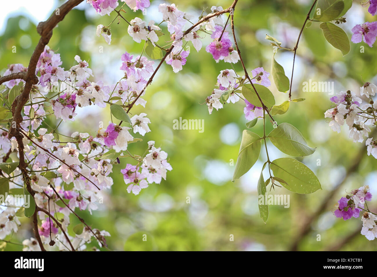Lagerstroemia loudonii fiore o lagerstroemia floribunda di fioritura nei tropici giardino d'estate. Foto Stock