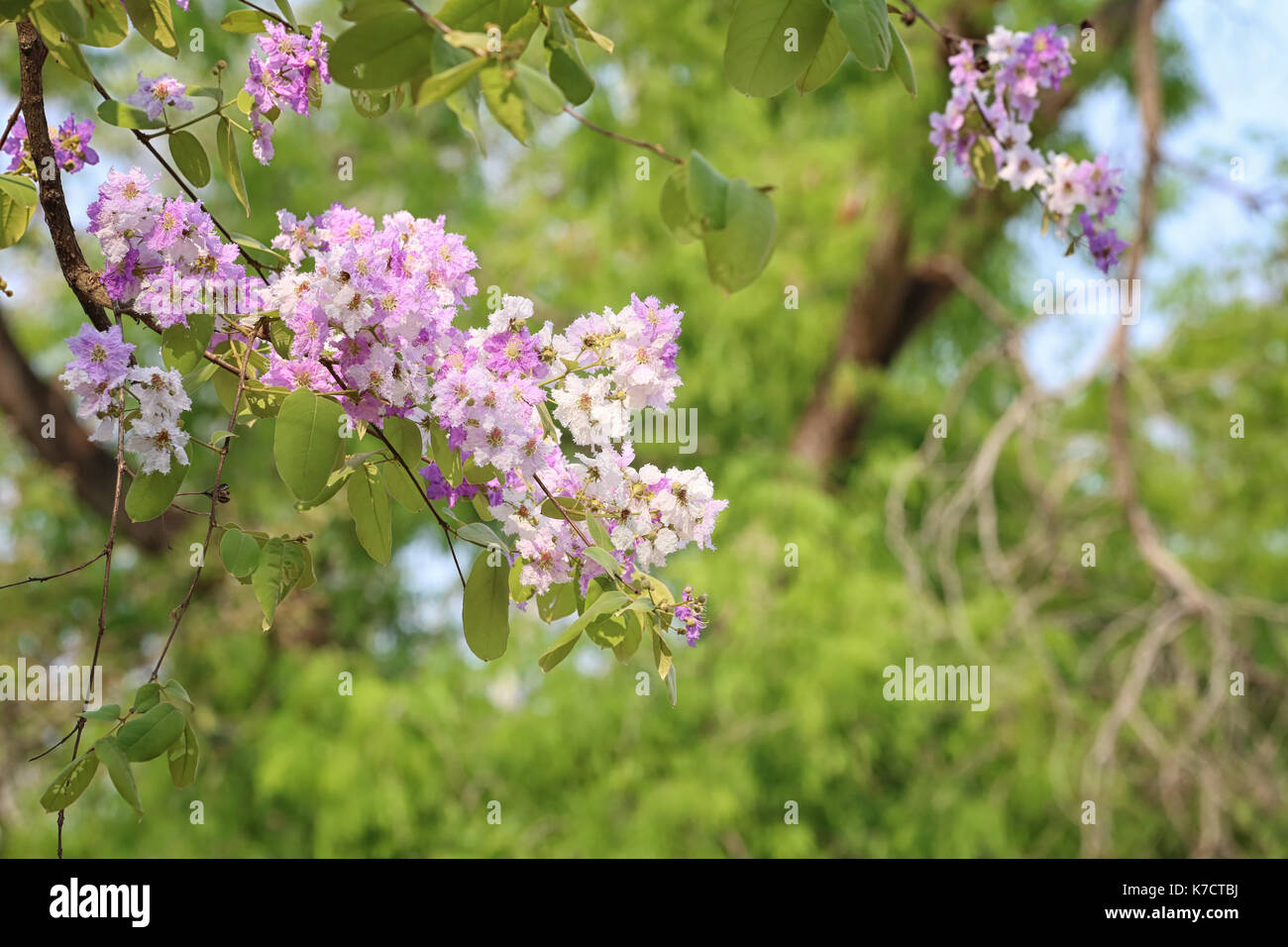 Lagerstroemia loudonii fiore o lagerstroemia floribunda di fioritura nei tropici giardino d'estate. Foto Stock