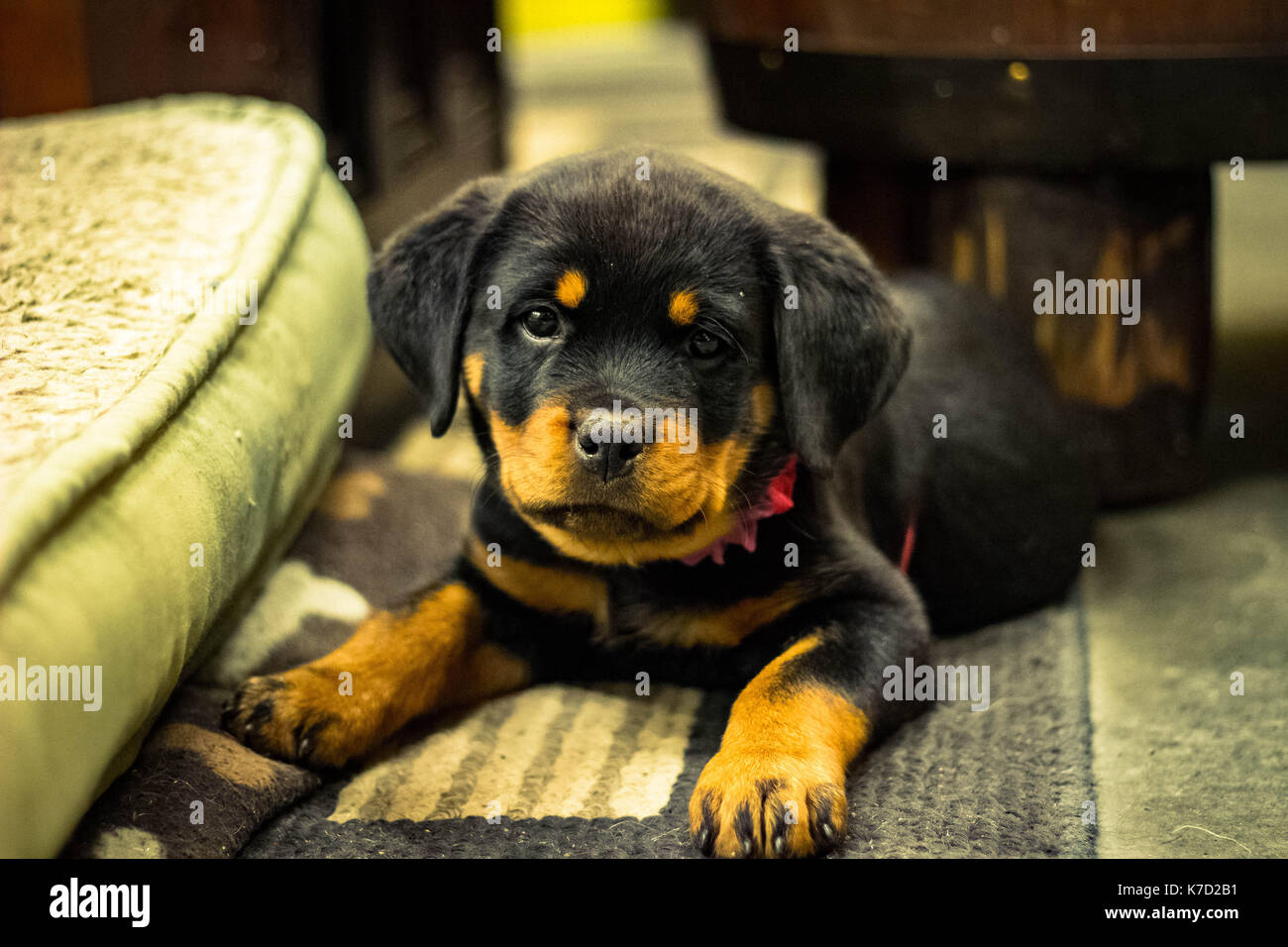 Un nuovo cucciolo presso un negozio di ferramenta in Saint Paul, Minnesota. (Kendall di ace hardware) Foto Stock