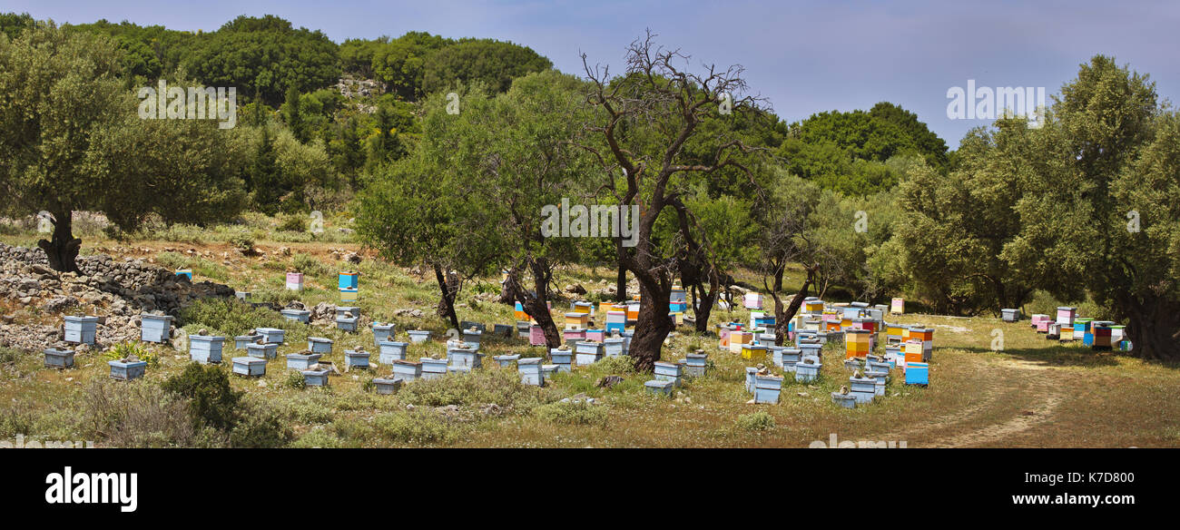Alveari nei pressi del villaggio di Kefalonian di Assos Foto Stock