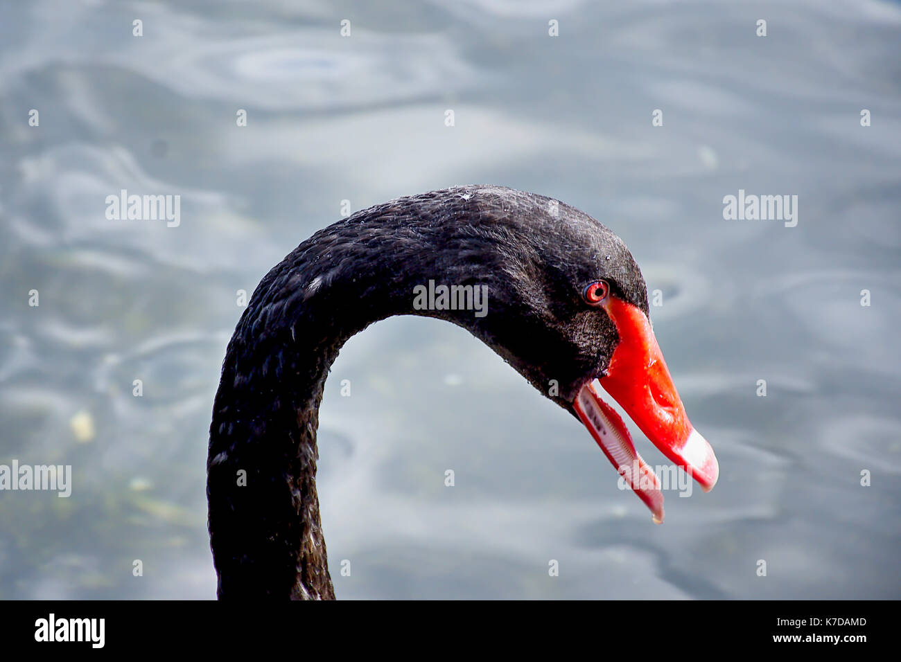 Black Swan con becco aperto in St James Park , Londra, Regno Unito, estate 2017.Black Swan ritratto.Natura Uk.British flora e fauna.Wildlife Uk. Foto Stock