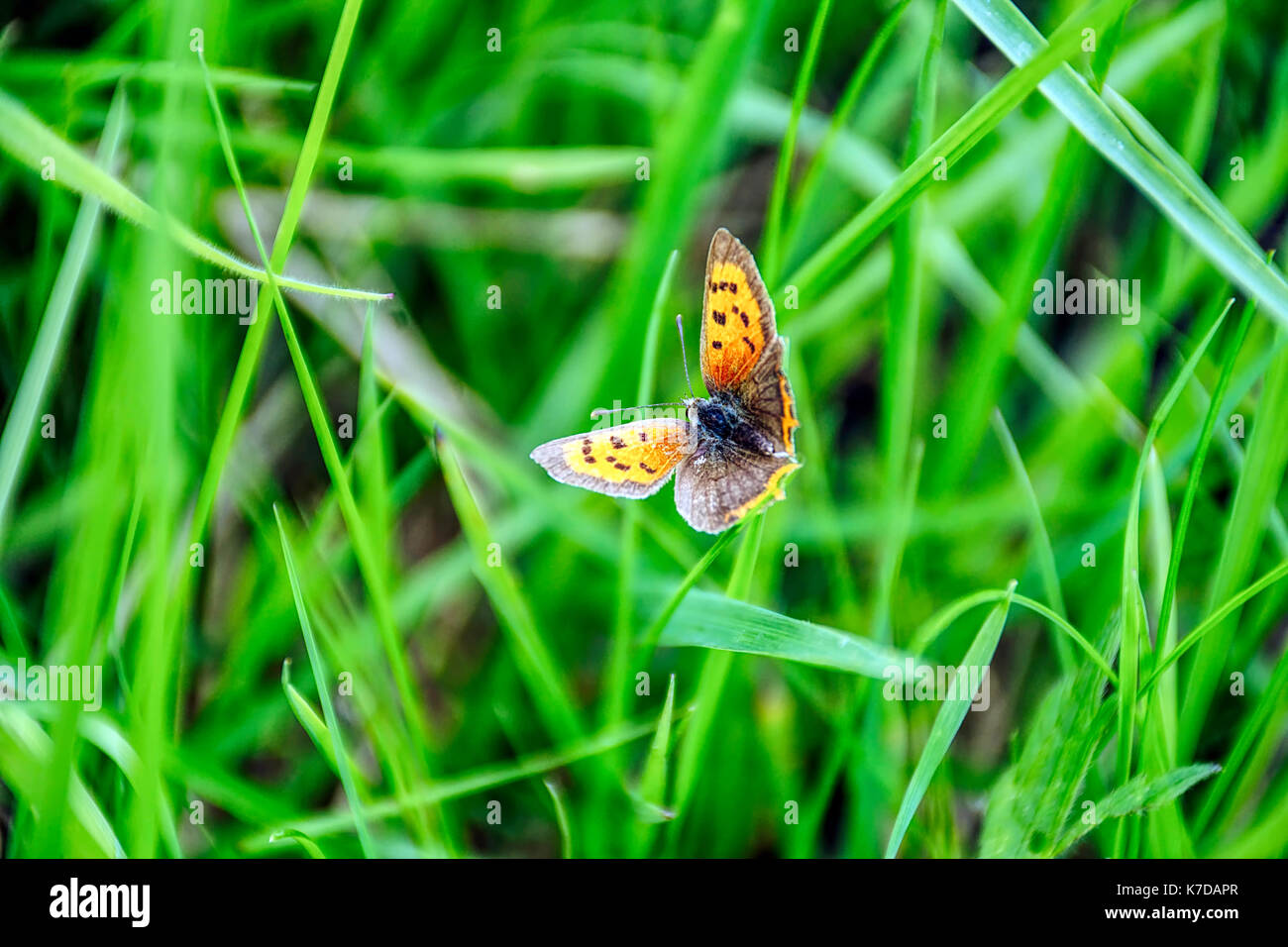 Butterfly Flying sopra erba sul prato vicino a Stoke on Trent, Staffordshire, Regno Unito. Foto Stock