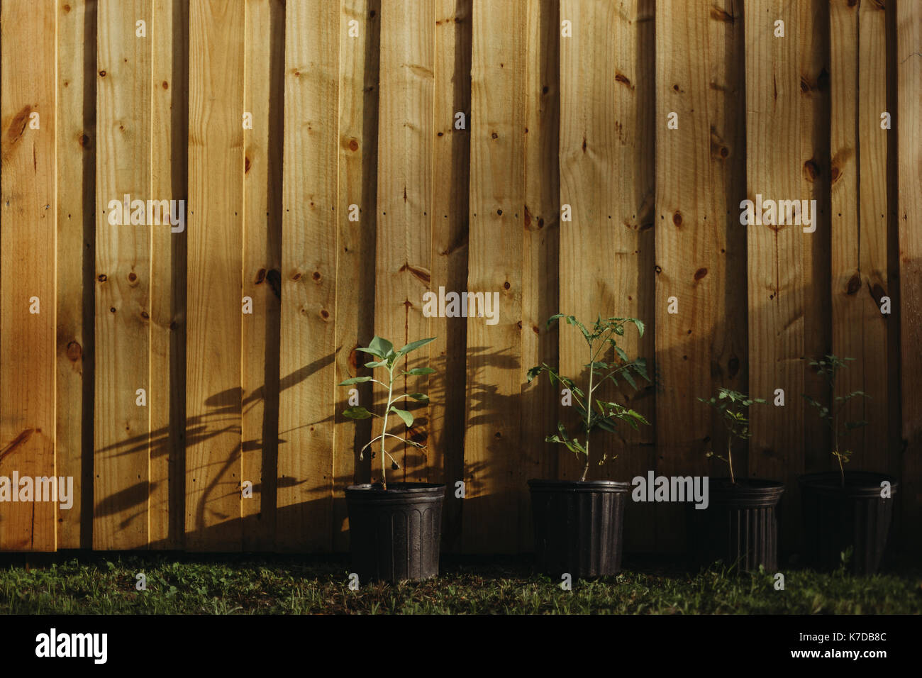 Piante in vaso contro la recinzione in giardino Foto Stock