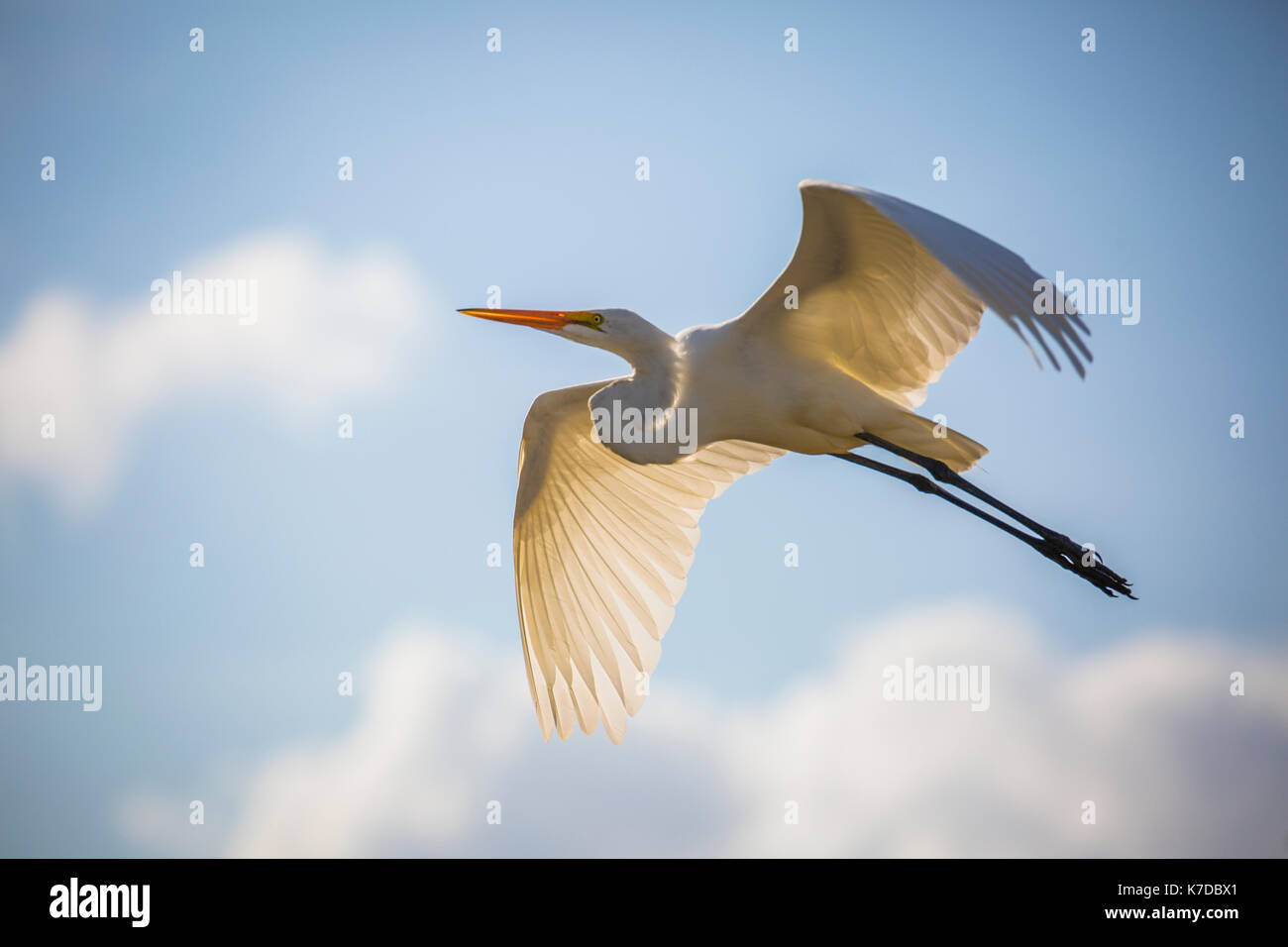 Airone bianco maggiore garzetta snowy garzetta garzetta comune grande airone bianco Ardea alba Foto Stock