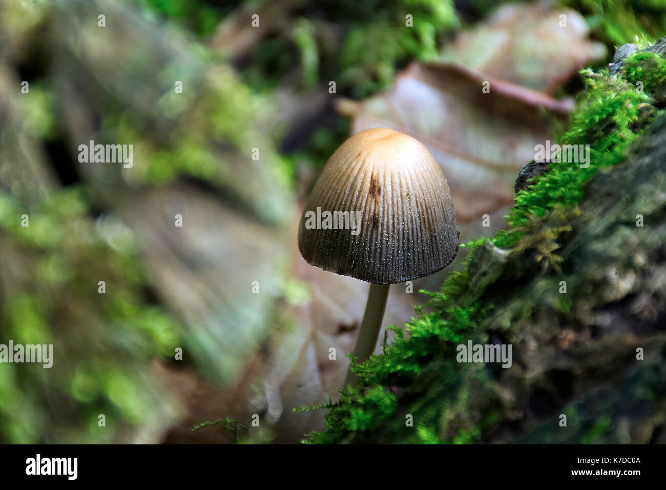 Panaeolus sphinctrinus a forma di fungo presente sul suolo della foresta, crescendo sul log di legno marcio coperto con moss.westport lago riserva naturale vicino a stoke on trent, Regno Unito. Foto Stock