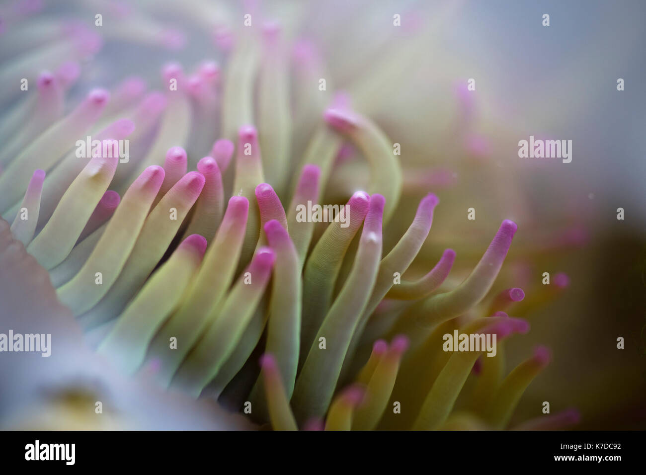 Close-up di anemone marittimo Foto Stock