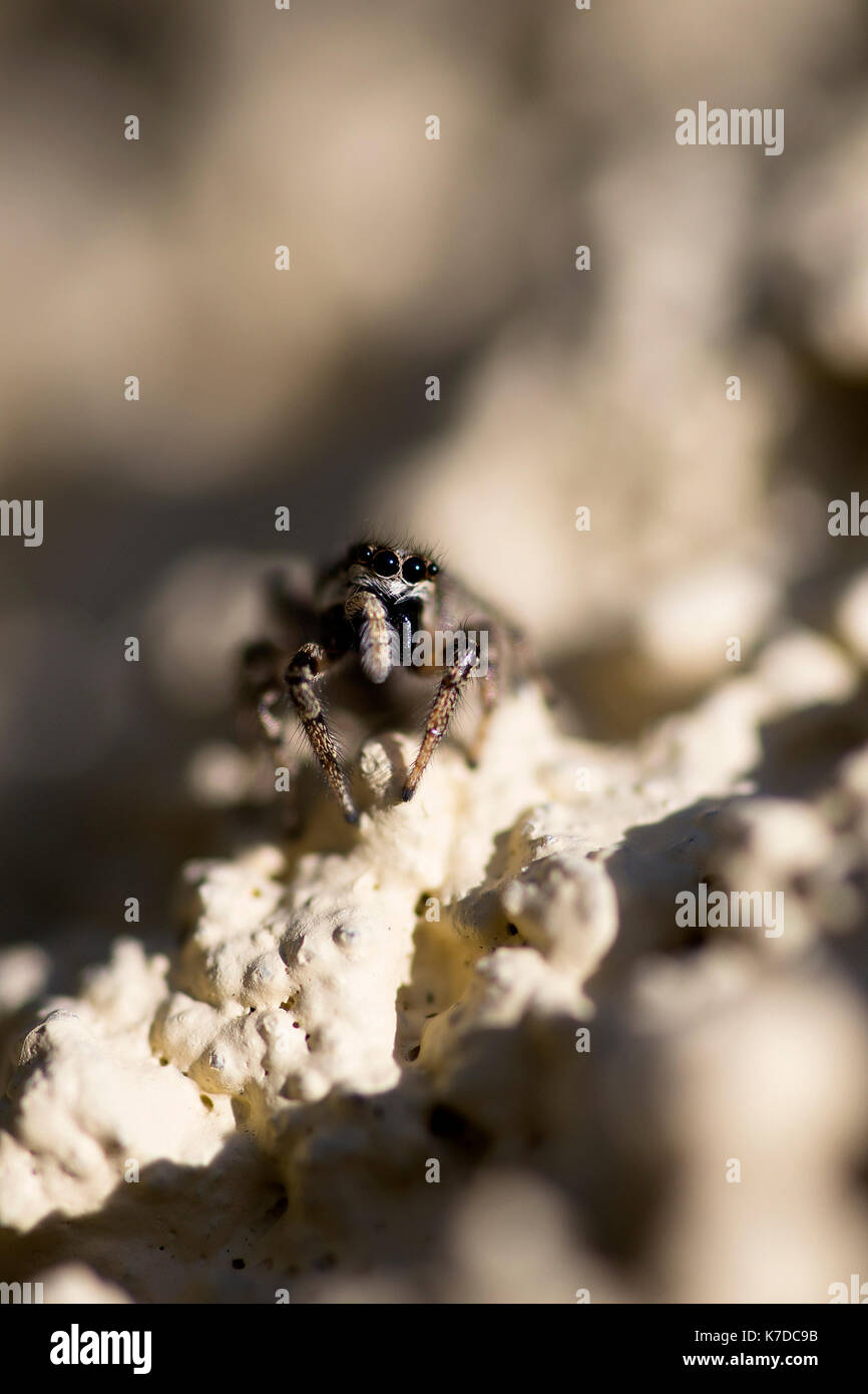 Vista aerea del jumping spider sulla superficie testurizzata Foto Stock