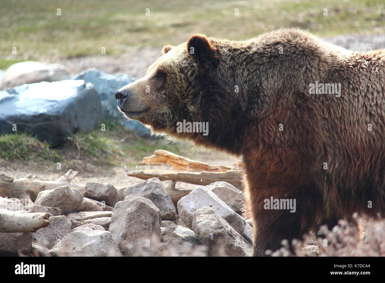 Close-up di orso che guarda lontano mentre in piedi da rocce presso il Parco Nazionale di Yellowstone Foto Stock