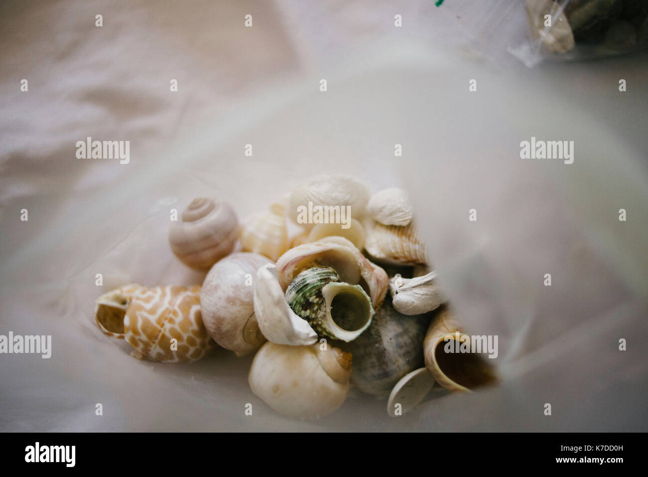 Vista aerea di conchiglie marine in una busta di plastica a tavola Foto Stock