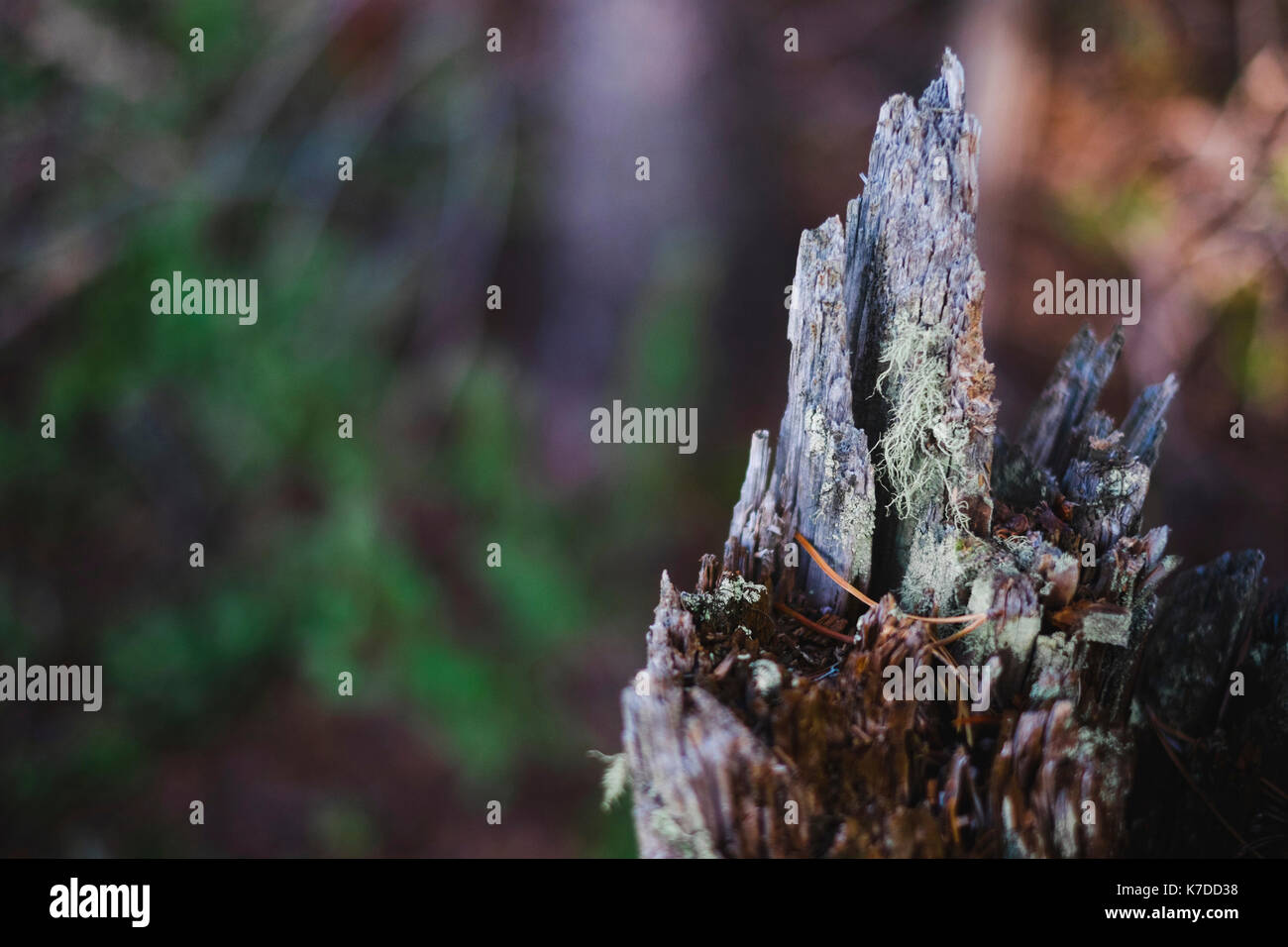 Angolo di alta vista di moss su legno danneggiato Foto Stock