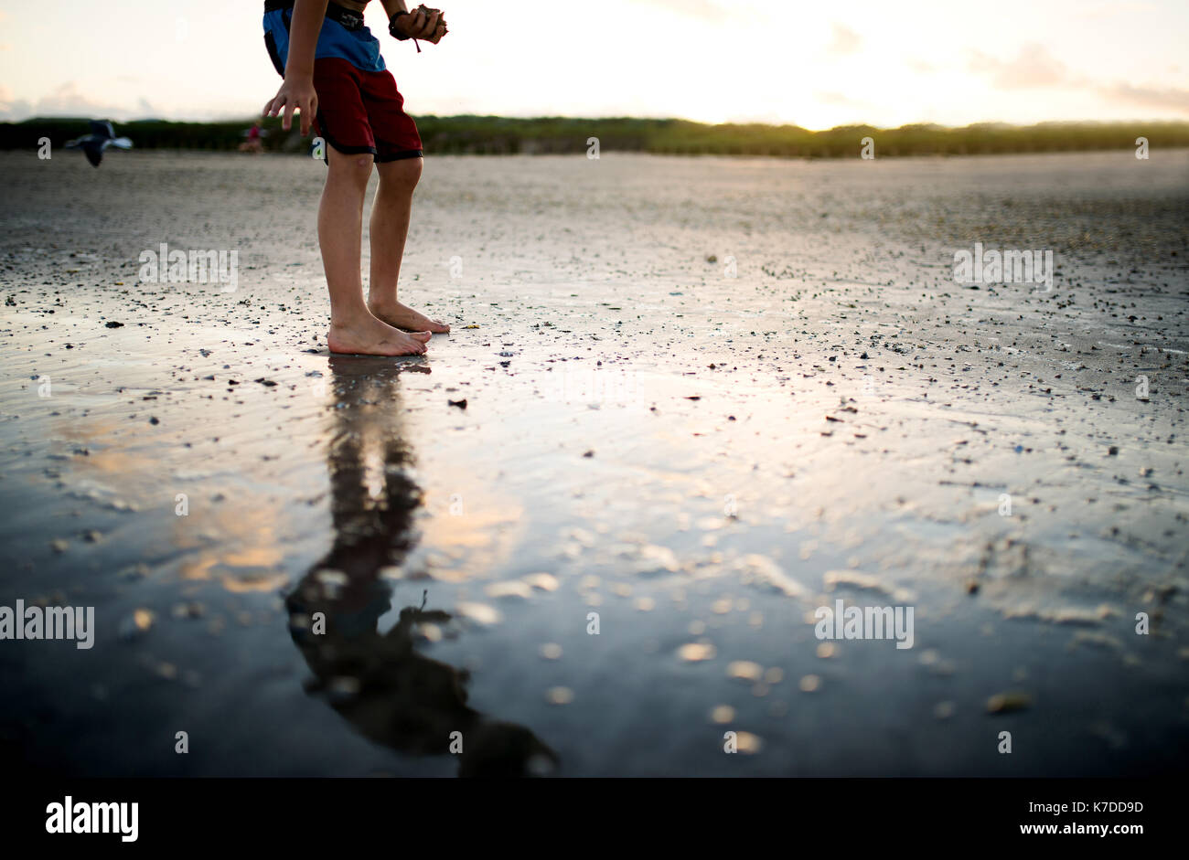 Sezione bassa di boy raccogliendo conchiglie mentre si sta in piedi in spiaggia durante il tramonto Foto Stock