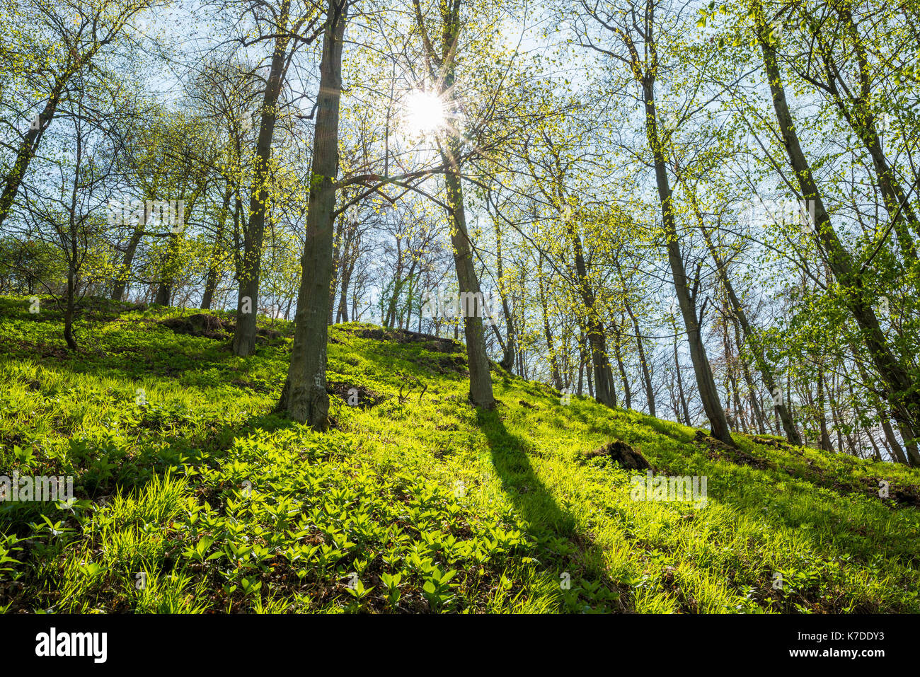 Comune di faggio (Fagus sylvatica), bosco di latifoglie in primavera, retroilluminazione, kellerwald-edersee national park, Hesse, Germania Foto Stock