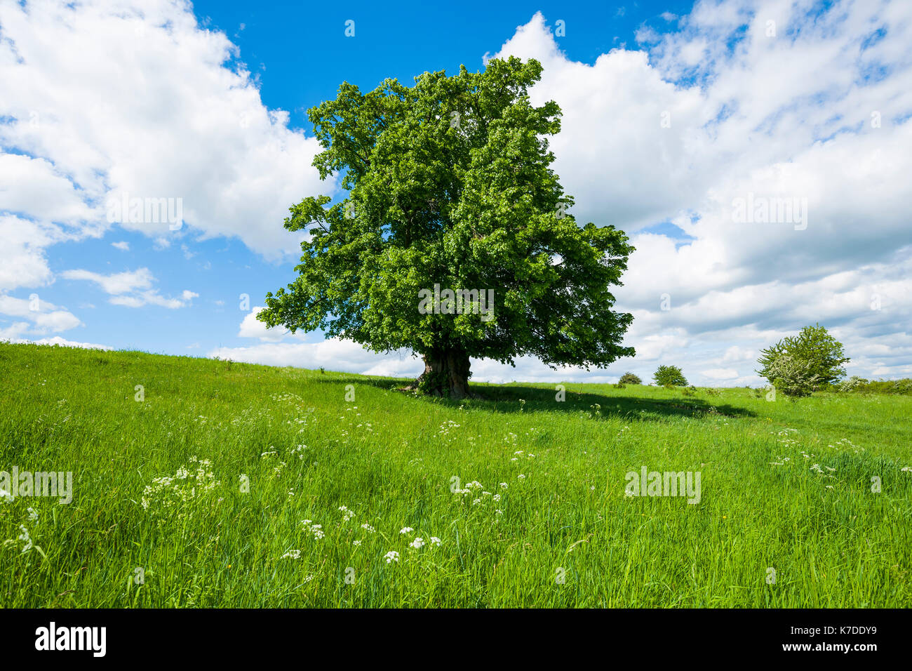 Vecchia grande-lasciava TIGLIO (tilia platyphyllos), albero solitario, 400 anni, Turingia, Germania Foto Stock