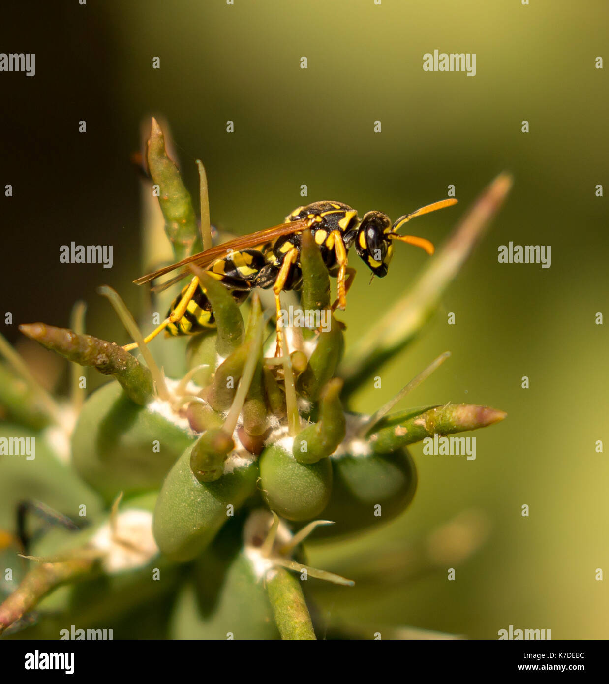 Wasp su un cactus Foto Stock