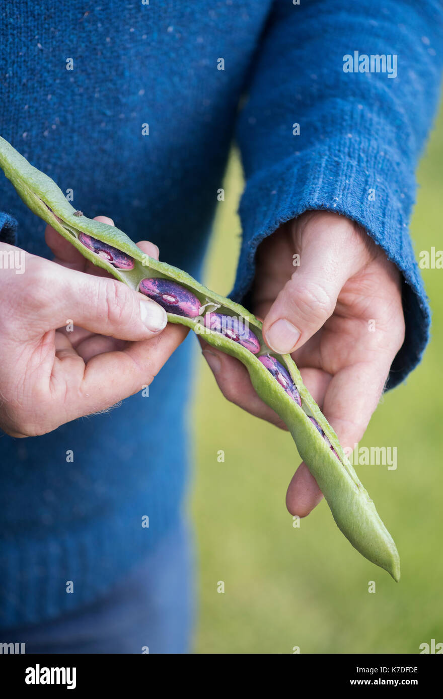 Phaseolus coccineus. Giardiniere apertura di un Runner bean 'Scarlet Imperatore' pod di sementi che vengono raccolti per i prossimi anni sementi Foto Stock