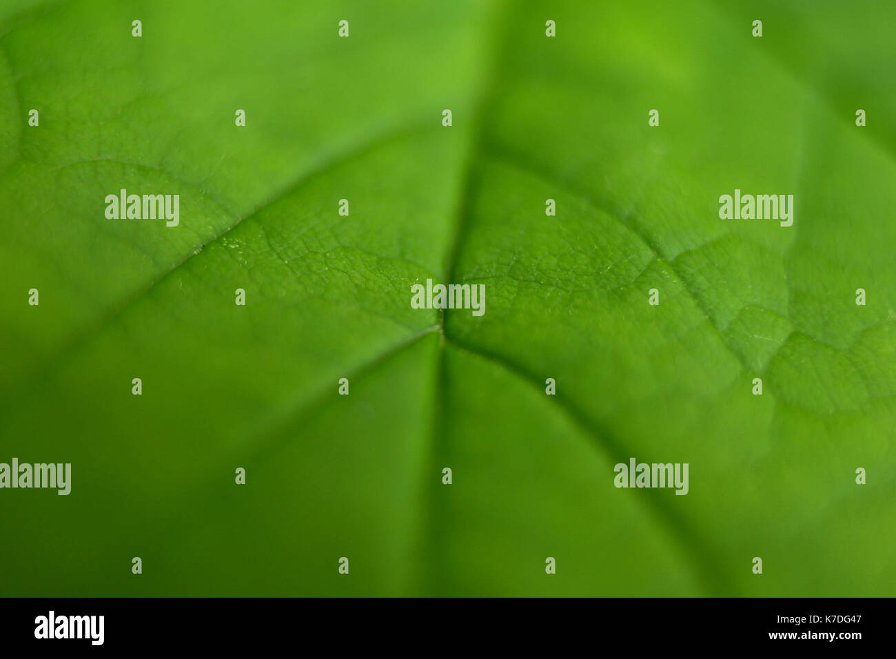 Full frame shot della balestra Foto Stock