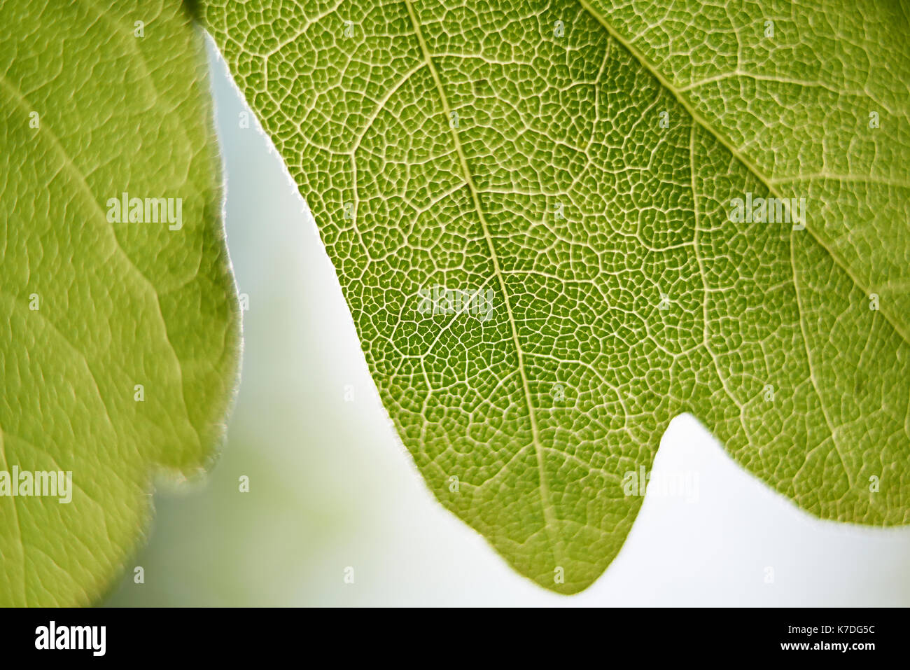 Close-up di foglia testurizzata Foto Stock