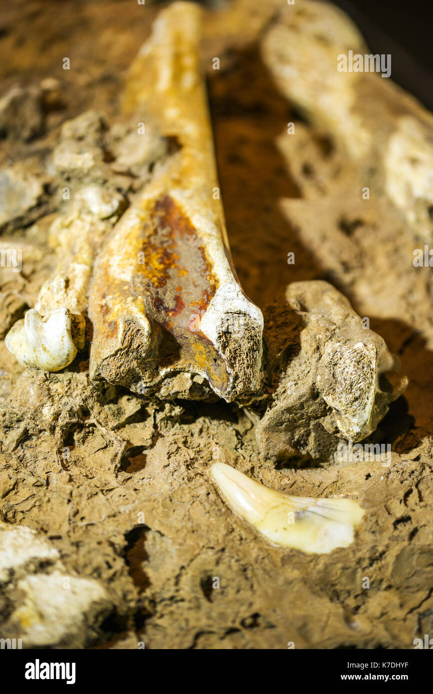 Il vecchio orso delle caverne di ossa fossili con dente rimangono. Foto Stock