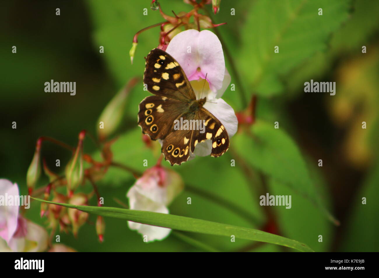 farfalla Foto Stock