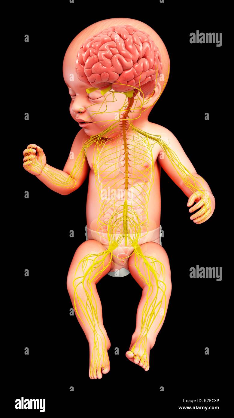 Illustrazione di un bambino il cervello e il sistema nervoso centrale. Foto Stock