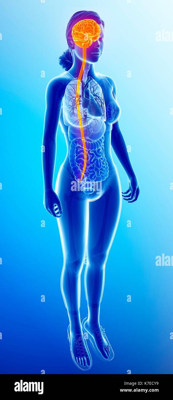 Illustrazione di una femmina di cervello e midollo spinale. Foto Stock