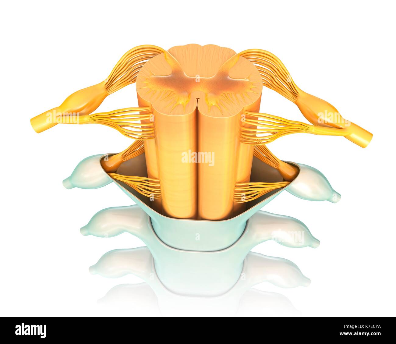 Illustrazione di un midollo spinale umano sezione trasversale. Foto Stock
