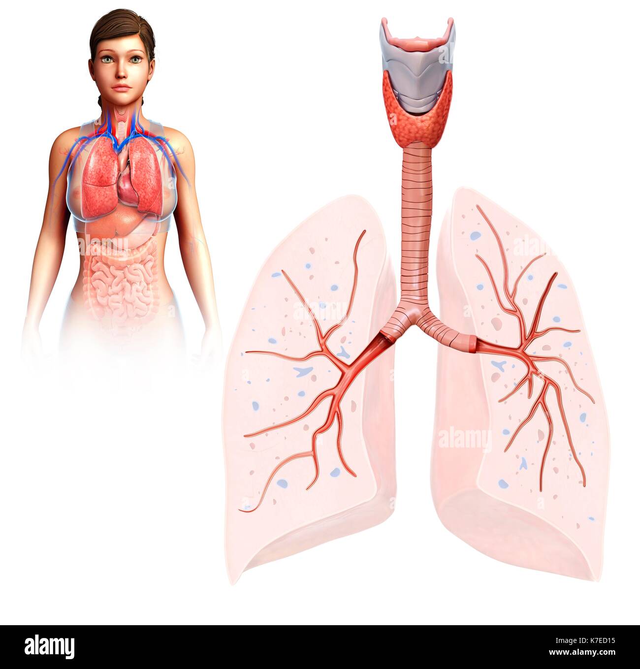 Illustrazione della femmina anatomia del polmone. Foto Stock